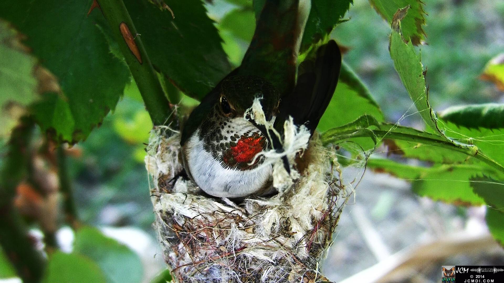 Allen's Hummingbird female in nest 